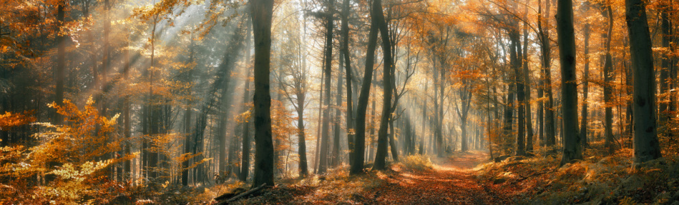 Bild-Nr: 12841830 Schöne Herbststimmung in einem nebligen Wald Erstellt von: Smileus
