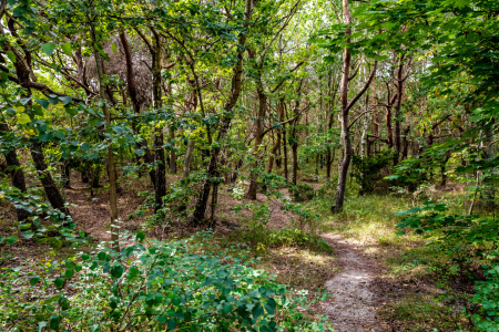 Bild-Nr: 12842466 Küsten Urwald Erstellt von: Ursula Reins