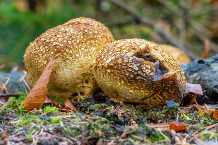 Bild-Nr: 12843194 Zwei Kartoffelboviste Erstellt von: volker heide
