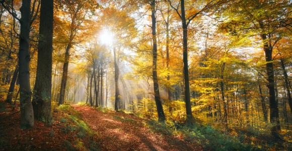 Bild-Nr: 12843372 Herrlicher Herbsttag in einem malerischen Wald Erstellt von: Smileus