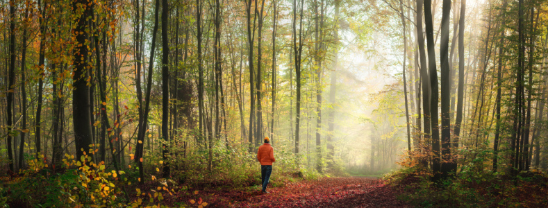 Bild-Nr: 12843813 Einsamer Spaziergang durch stimmungsvollen Wald Erstellt von: Smileus