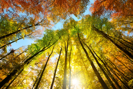 Bild-Nr: 12843820 Herbstfarben auf dem Blätterdach hoher Bäume Erstellt von: Smileus
