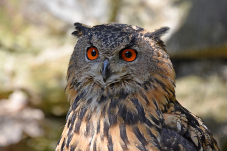 Bild-Nr: 12843911 Uhu Erstellt von: GUGIGEI