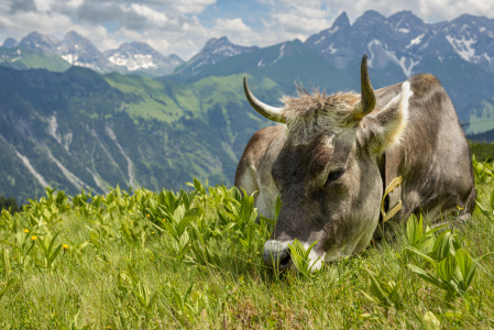 Bild-Nr: 12844180 relaxen im Allgäu Erstellt von: Walter G. Allgöwer