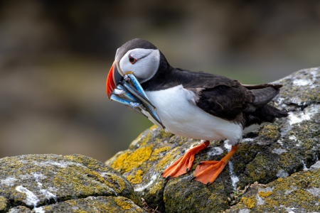 Bild-Nr: 12844449 Papageientaucher auf der Isle of May in Schottland Erstellt von: grafxart
