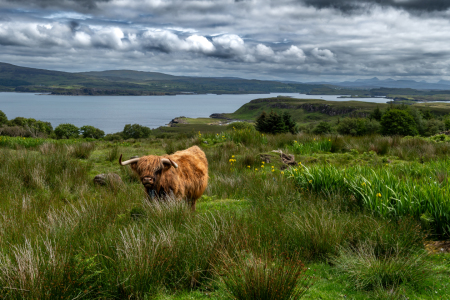 Bild-Nr: 12844453 Hochlandrind auf der Isle of Skye in Schottland Erstellt von: grafxart