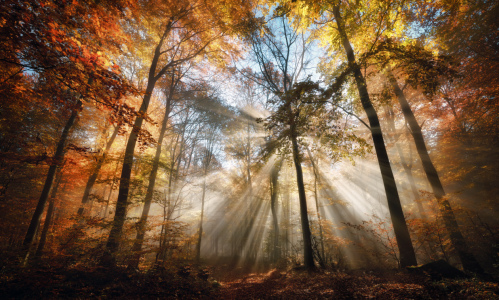 Bild-Nr: 12844552 Zauberhafte Sonnenstrahlen in einem Wald im Herbst Erstellt von: Smileus
