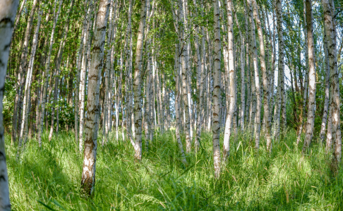 Bild-Nr: 12845394 Birkenwald Erstellt von: Gregor Handy