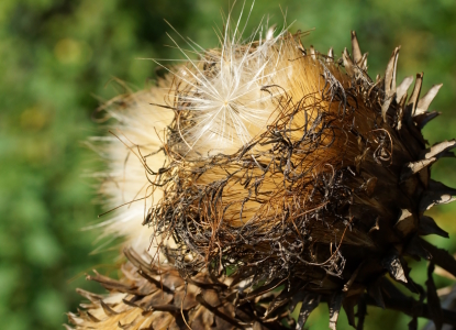 Bild-Nr: 12846017 Cynara Erstellt von: youhaveadream