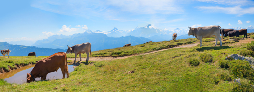 Bild-Nr: 12846957 Kühe am Niederhorn Erstellt von: SusaZoom
