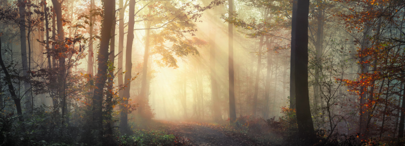 Bild-Nr: 12847064 Schöne sonnige Stimmung im nebligen Herbstwald Erstellt von: Smileus