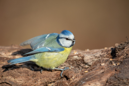 Bild-Nr: 12847254 Blaumeise Erstellt von: DirkR