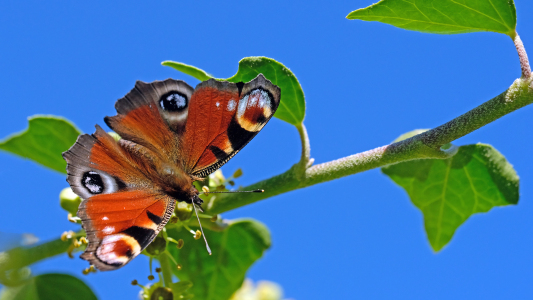 Bild-Nr: 12847322 Schmetterling Tagpfauenauge Erstellt von: Ostfriese