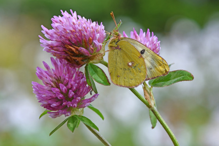 Bild-Nr: 12848252 Goldene Acht Erstellt von: GUGIGEI