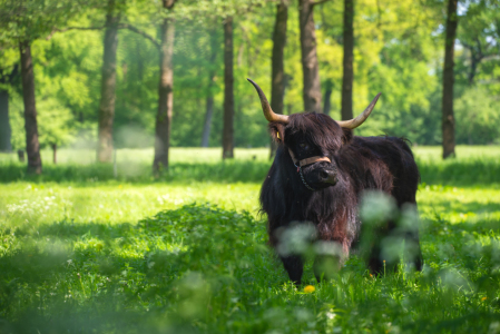 Bild-Nr: 12849372 Highland Rind auf der Sommerwiese Erstellt von: Tanja Riedel