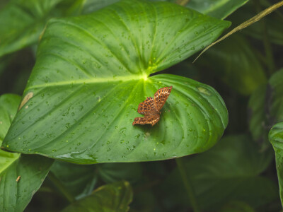 Bild-Nr: 12850097 Schmetterling auf großem Blatt Erstellt von: photophilous