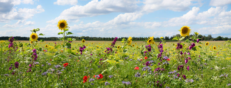Bild-Nr: 12850629 Bunte Wiese für Insekten Erstellt von: SusaZoom