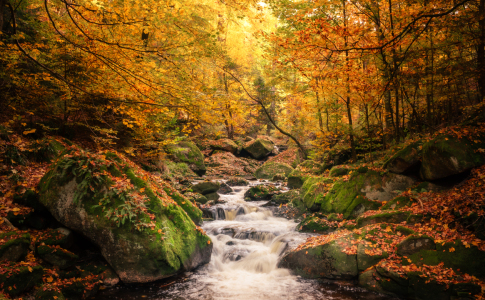 Bild-Nr: 12850735 Der Herbst ist im Ilsetal Erstellt von: Steffen Henze
