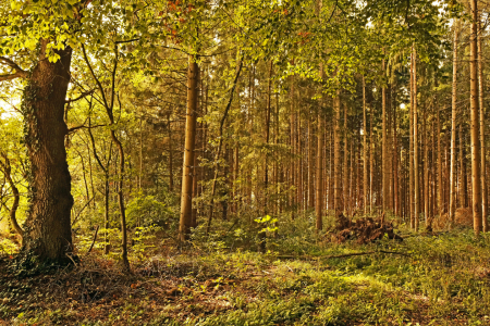 Bild-Nr: 12851079 Mischwald Erstellt von: Ostfriese