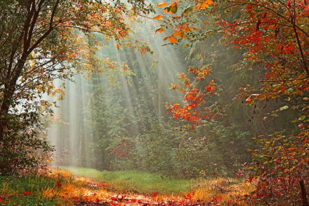 Bild-Nr: 12851611 Herstwald Erstellt von: Ostfriese