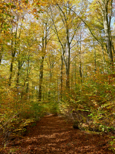 Bild-Nr: 12852033 Farbenexplosion im Herbstwald Erstellt von: Reiner Würz
