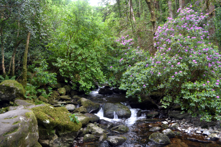 Bild-Nr: 12852278 Killarney National Park Erstellt von: SchmidtArt