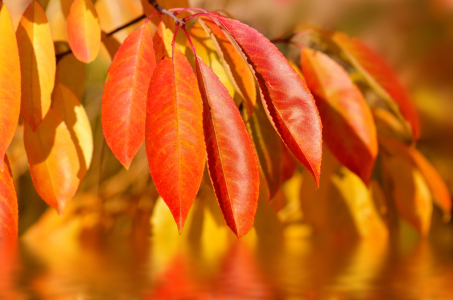 Bild-Nr: 12852878 Herbstblätter Erstellt von: Atteloi