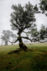 Bild-Nr: 12853023 Fanal Forest Erstellt von: DirkR