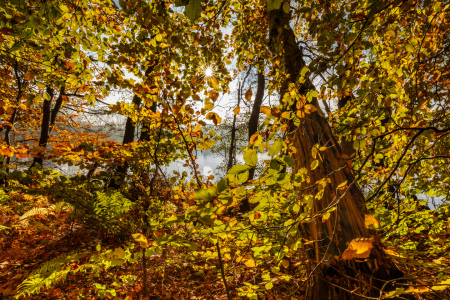 Bild-Nr: 12853588 Goldener Herbst am See Erstellt von: Ursula Reins