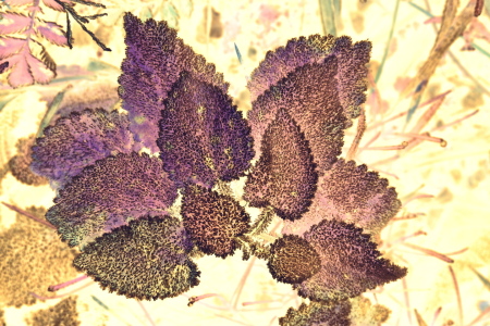 Bild-Nr: 12854502 Blatt Art Erstellt von: GUGIGEI