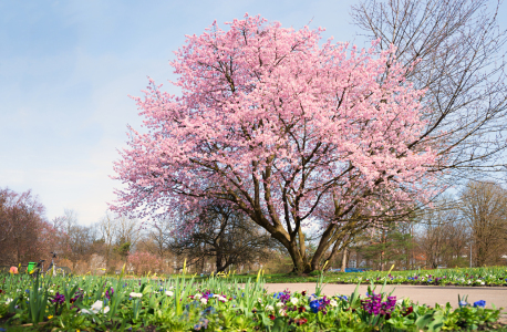 Bild-Nr: 12854636 Blütenkirschbaum im Park Erstellt von: SusaZoom