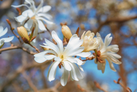 Bild-Nr: 12854637 weiße Magnolienblüten Erstellt von: SusaZoom