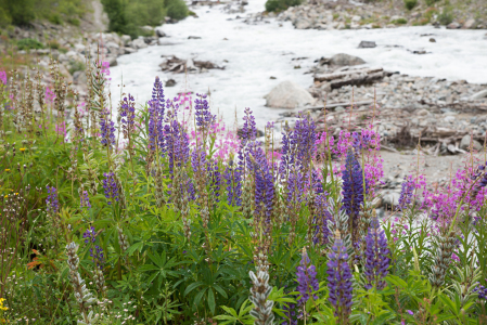 Bild-Nr: 12855028 Wilde Lupinen und Weidenröschen am Fluss Erstellt von: SusaZoom