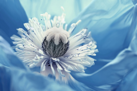 Bild-Nr: 12855505 Mohnblume Erstellt von: Atteloi
