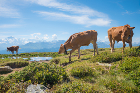 Bild-Nr: 12856482 Kühe am Niederhorn I Erstellt von: SusaZoom