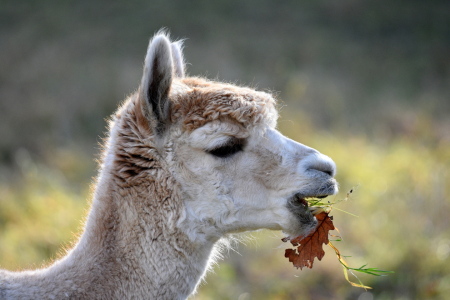 Bild-Nr: 12856606 Mahlzeit Erstellt von: GUGIGEI