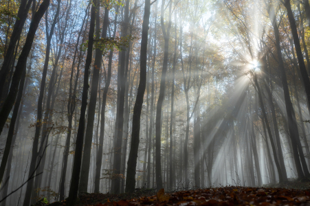 Bild-Nr: 12856878 Die Sonne im Wald  Erstellt von: Claudia Evans