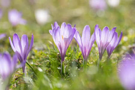 Bild-Nr: 12857457 Zarte Krokusblüten II Erstellt von: SusaZoom