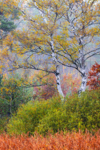 Bild-Nr: 12857623 Birken im Herbst  Erstellt von: Daniela Beyer