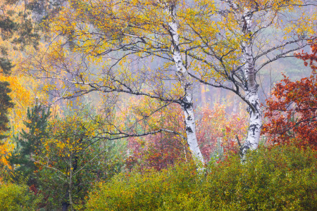Bild-Nr: 12857624 2 Birken im Herbst Erstellt von: Daniela Beyer