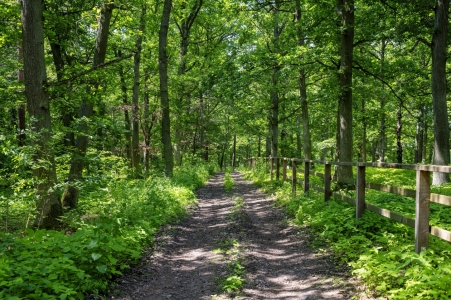 Bild-Nr: 12858260 Der Weg durch den grünen Wald  Erstellt von: Claudia Evans