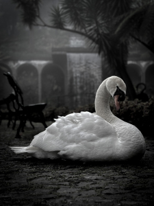Bild-Nr: 12858857 Schwan Erstellt von: DirkR