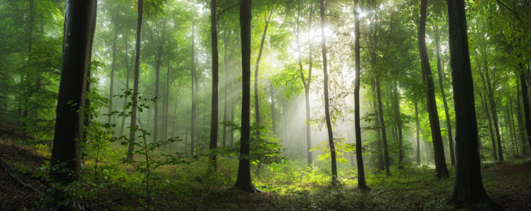 Bild-Nr: 12859308 Bezaubernde Sonnenstrahlen im grünen nebligen Wald Erstellt von: Smileus
