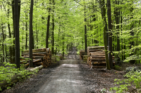Bild-Nr: 12859883 Waldweg  Erstellt von: Claudia Evans