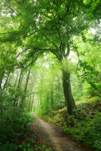 Bild-Nr: 12860077 Schöne alte Buche im üppigen grünen Wald Erstellt von: Smileus