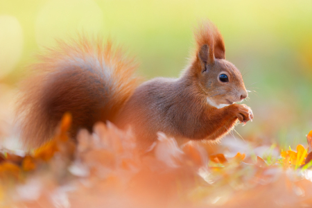Bild-Nr: 12860579 Das lächelnde Eichhörnchen Erstellt von: Daniela Beyer