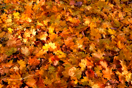 Bild-Nr: 12863569 Herbstfarben Erstellt von: SchmidtArt