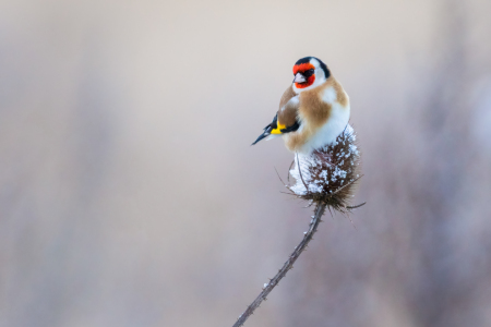 Bild-Nr: 12864582 Federbällchen II Erstellt von: Daniela Beyer