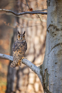 Bild-Nr: 12864587 Waldohreule im Herbstwald Erstellt von: Daniela Beyer
