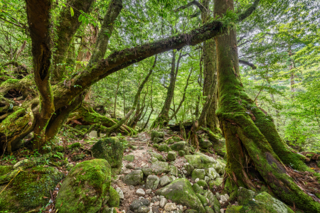 Bild-Nr: 12864749 Uralte Bäume im Wald Erstellt von: eyetronic